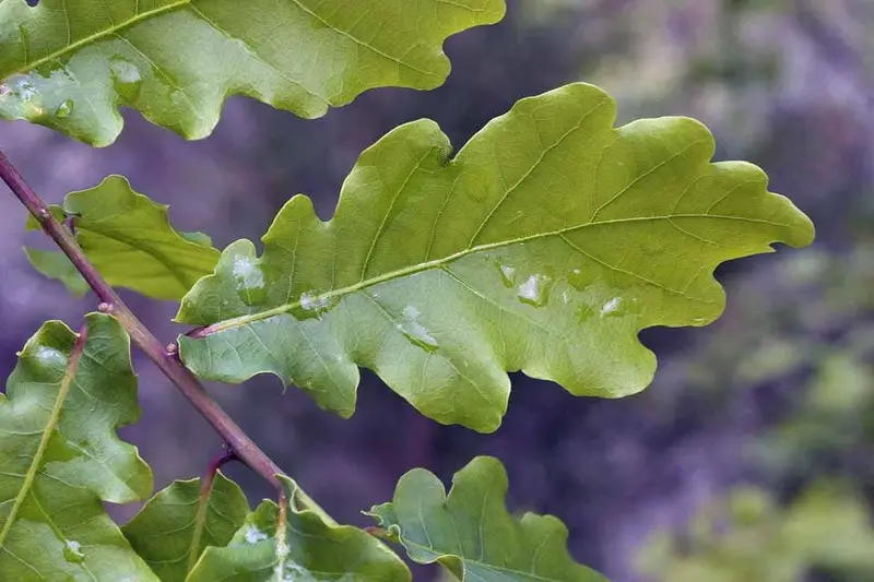 Ouercus robur L