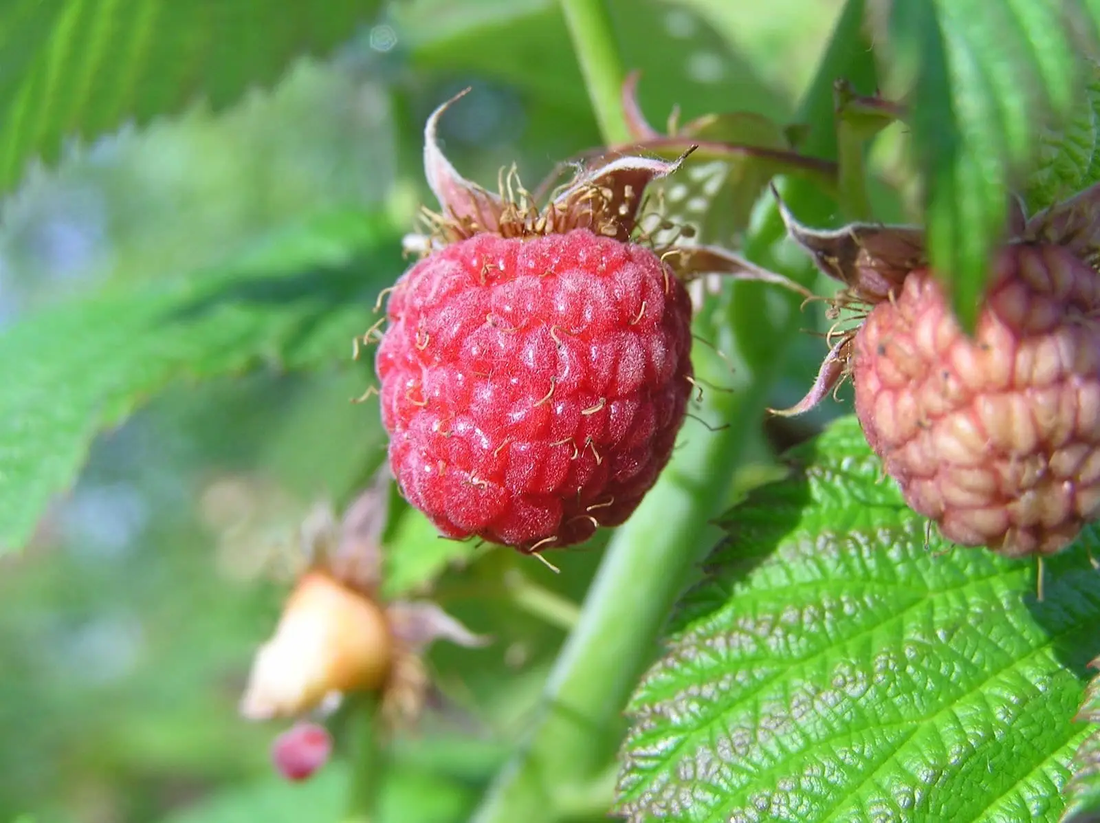 Rubus idaeus L