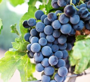 Vynuogių kalorijos pagal skirtingas rūšis